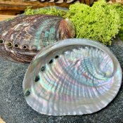 Abalone snäcka 10-12 cm Kani NaturApotek